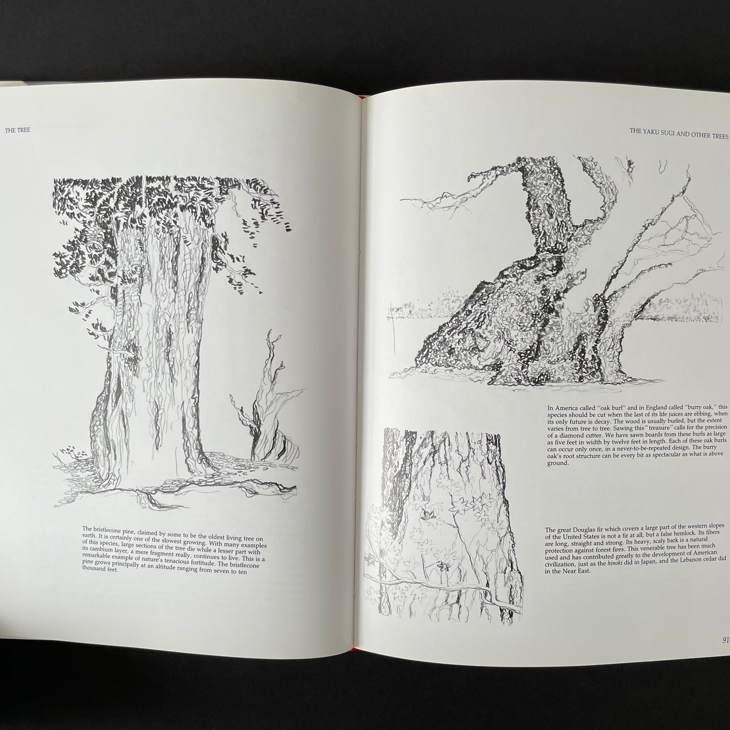 The Soul of a Tree: A Woodworker's Reflections