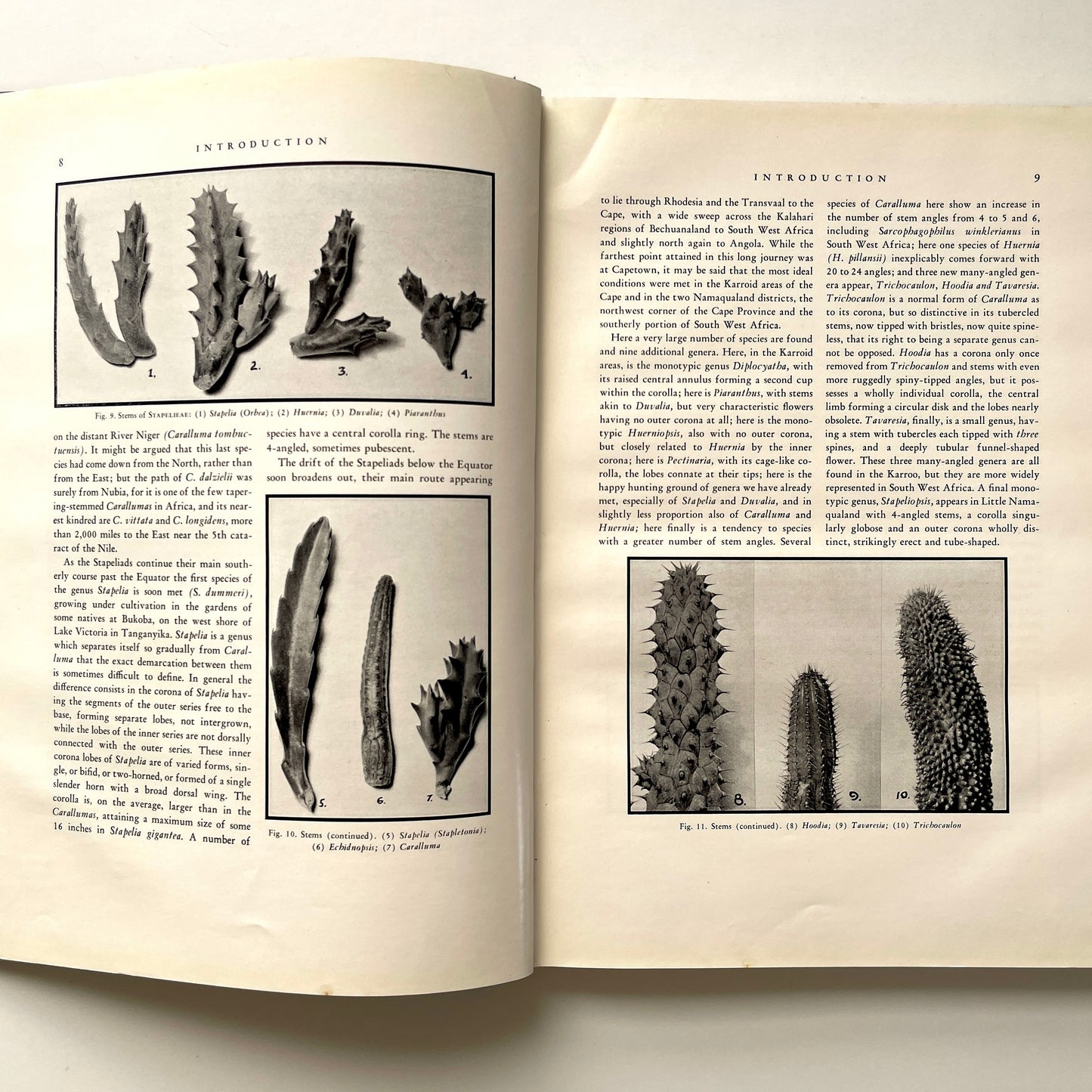 The Stapelieae