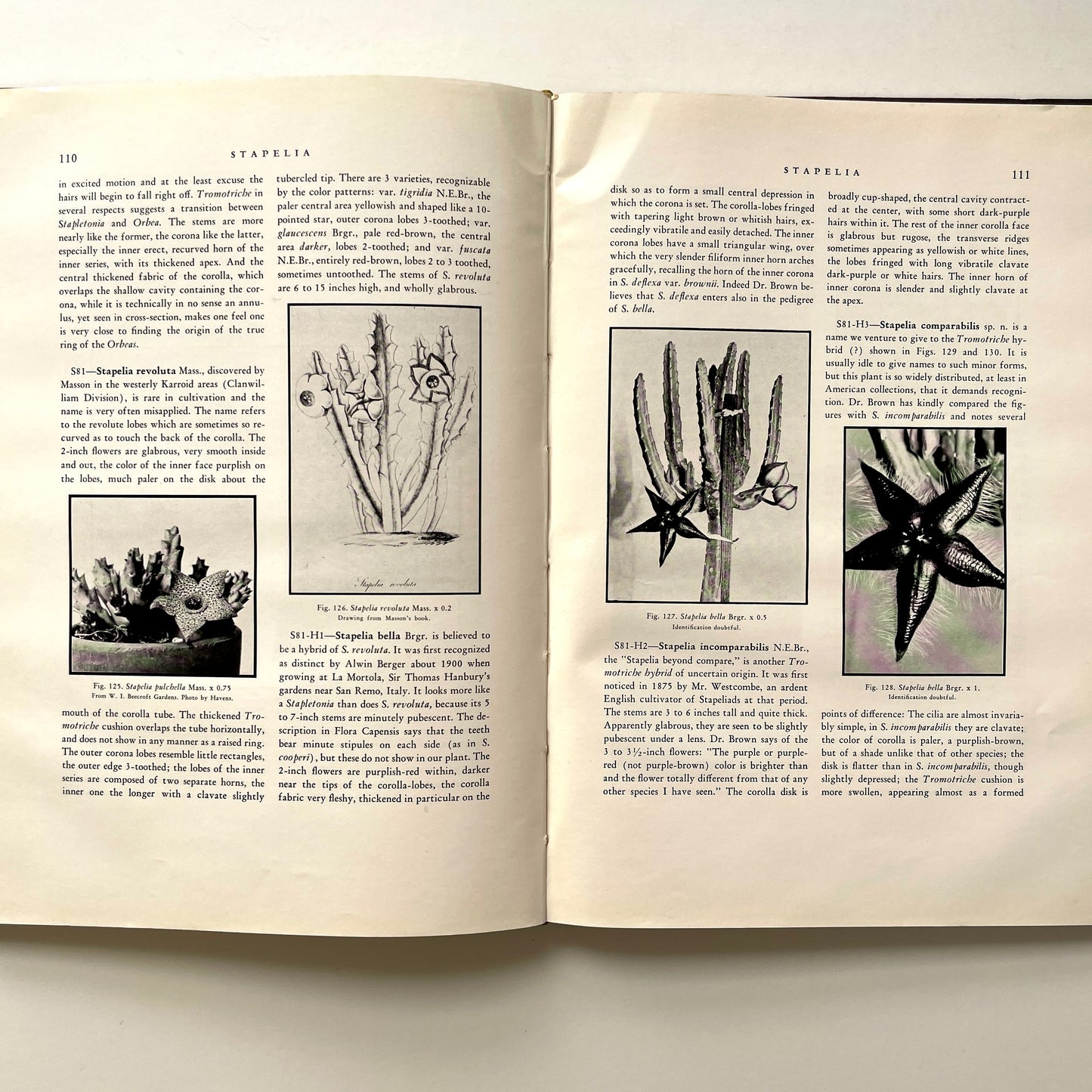 The Stapelieae