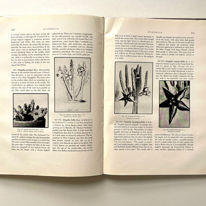 The Stapelieae